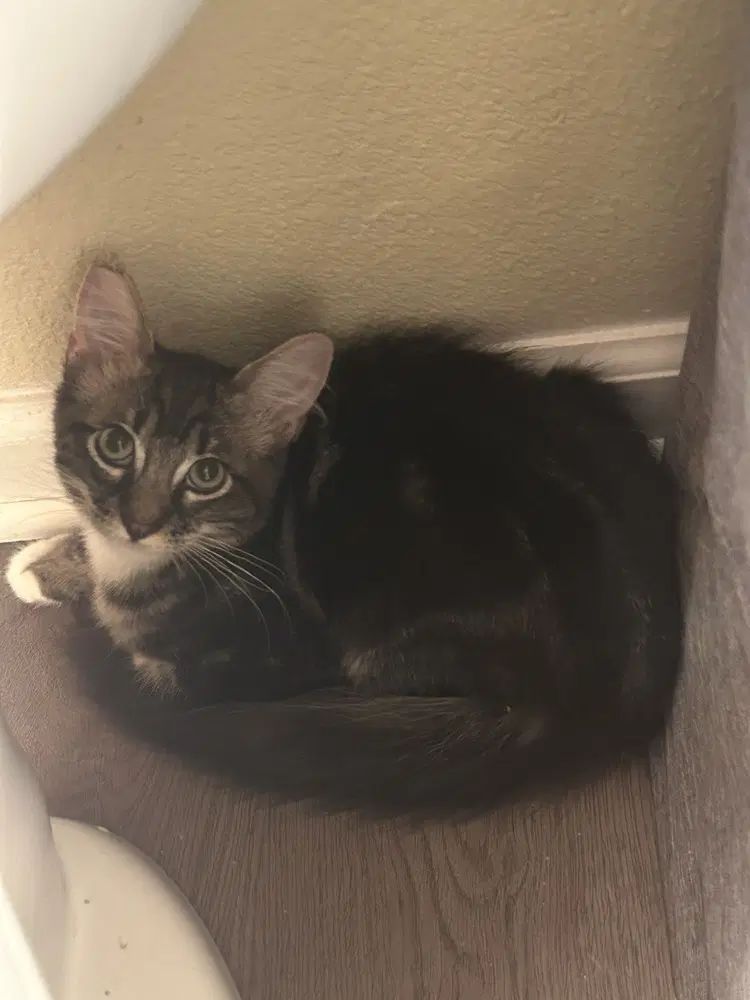 Kris - Domestic Medium Hair