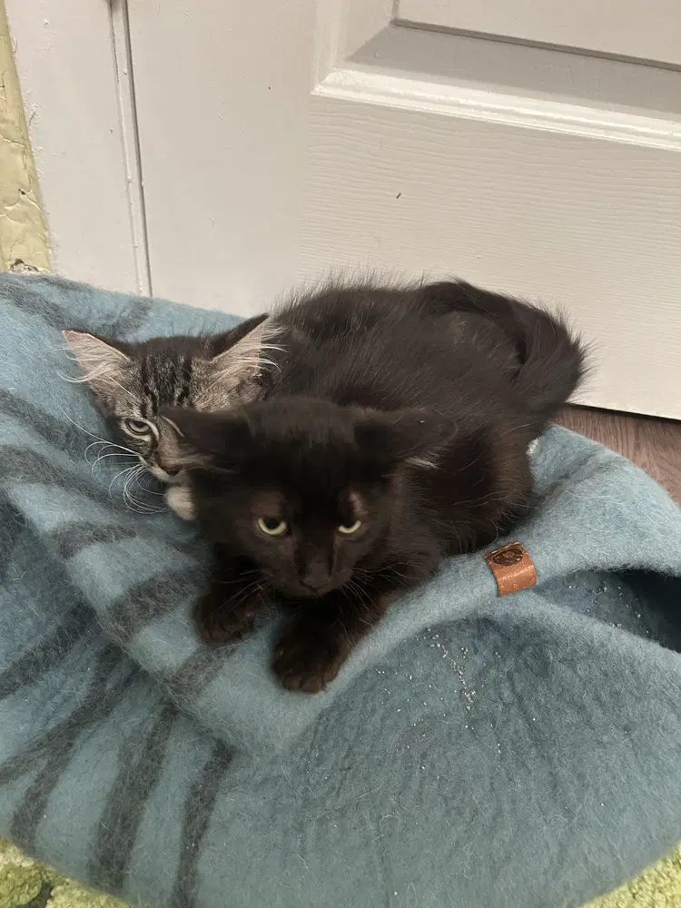 Ralsei - Domestic Medium Hair