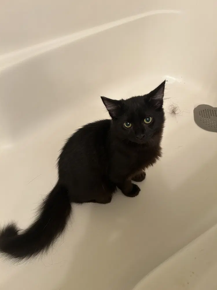 Ralsei - Domestic Medium Hair