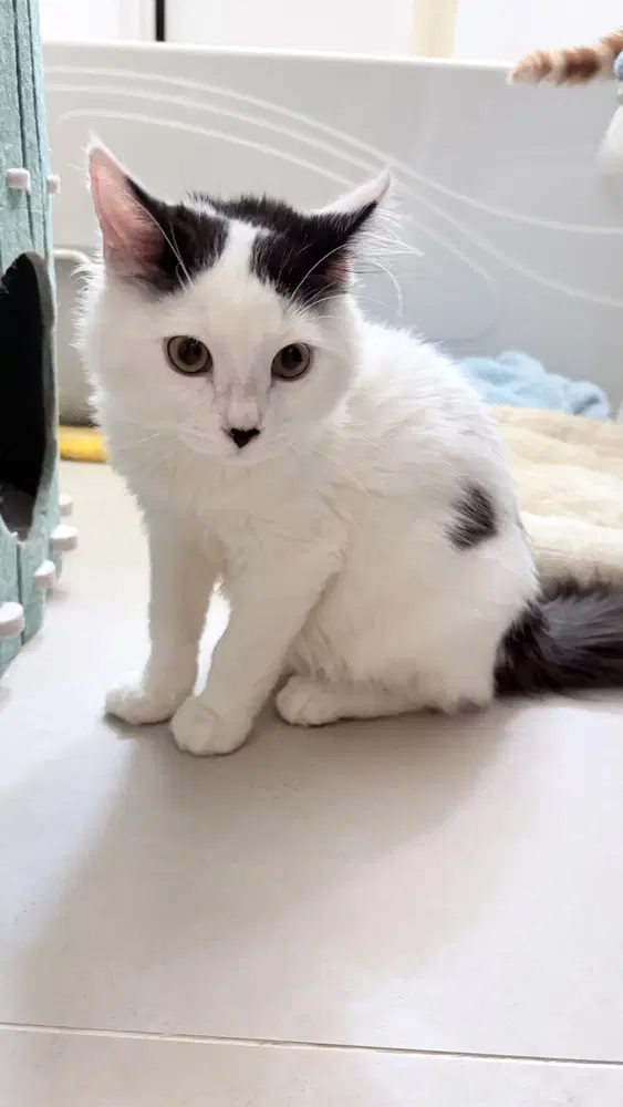 Zack Morris - Domestic Long Hair