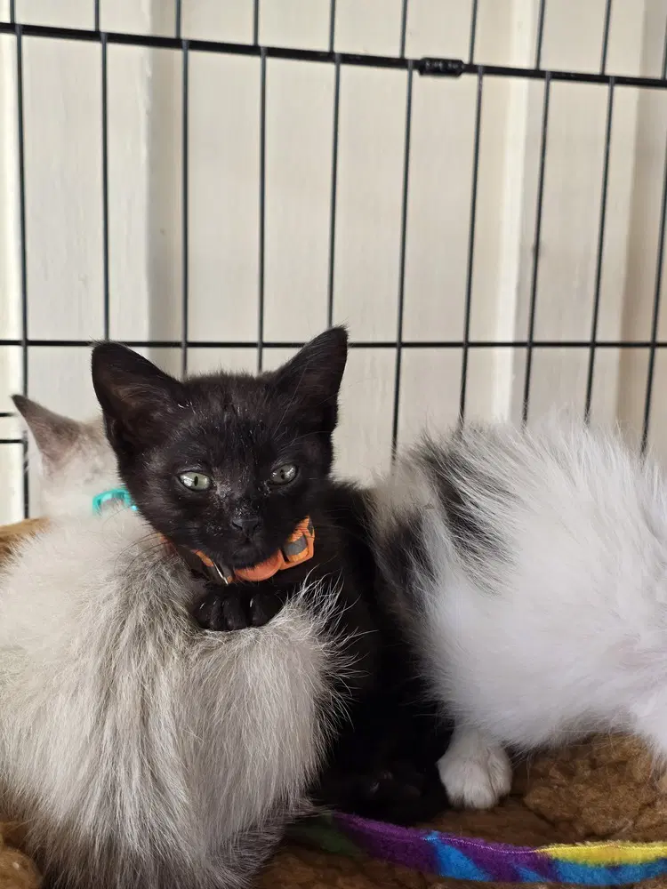 Jessie Spano - Domestic Short Hair