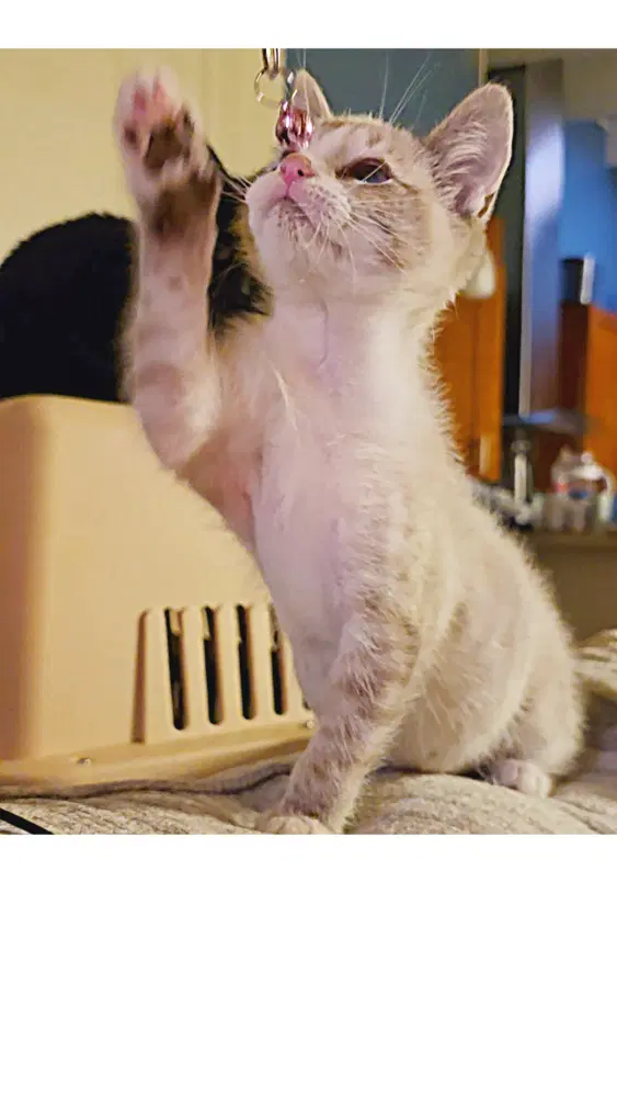 Fog - Domestic Short Hair