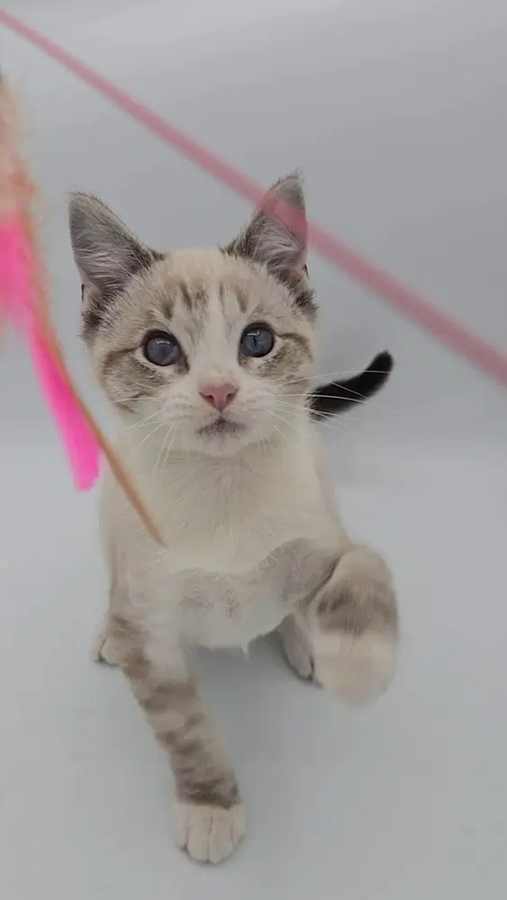 Fog - Siamese