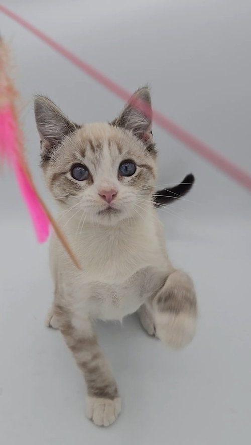 picture of the cat needing adoption