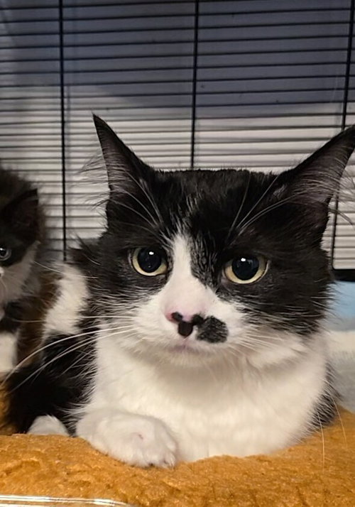 picture of the cat needing adoption