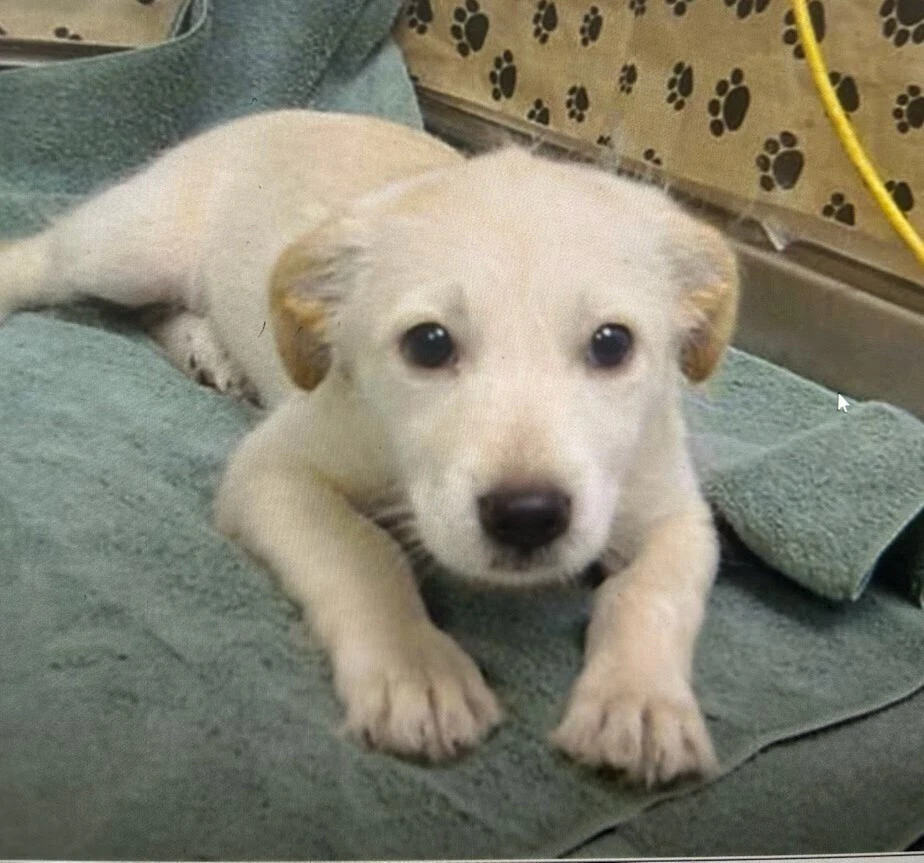 Biscuit