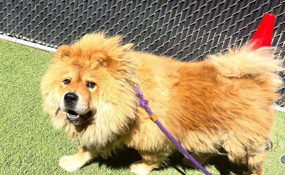 Mufasa, Chow Chow