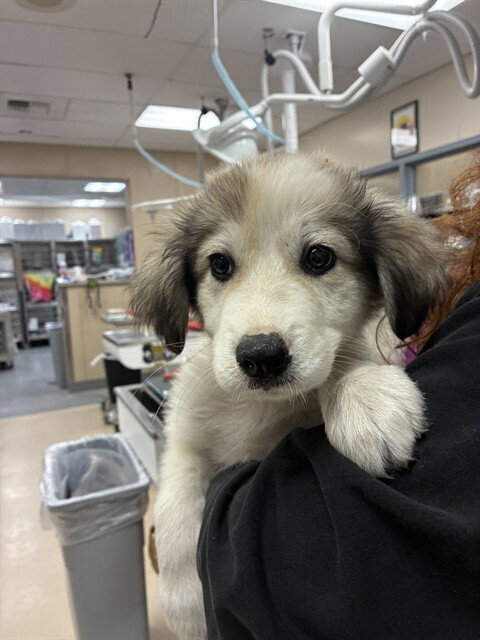 Sir Kettle Corn Crunchington, Great Pyrenees
