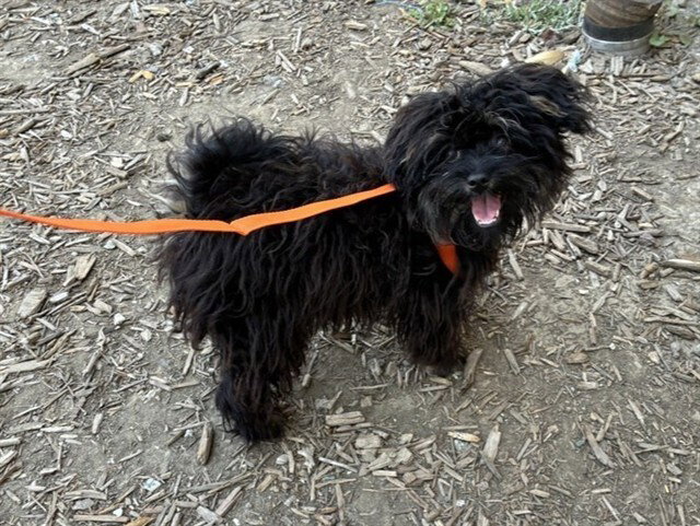 Gundi, Poodle (Miniature)