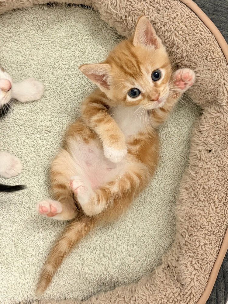 Mikan., Domestic Short Hair