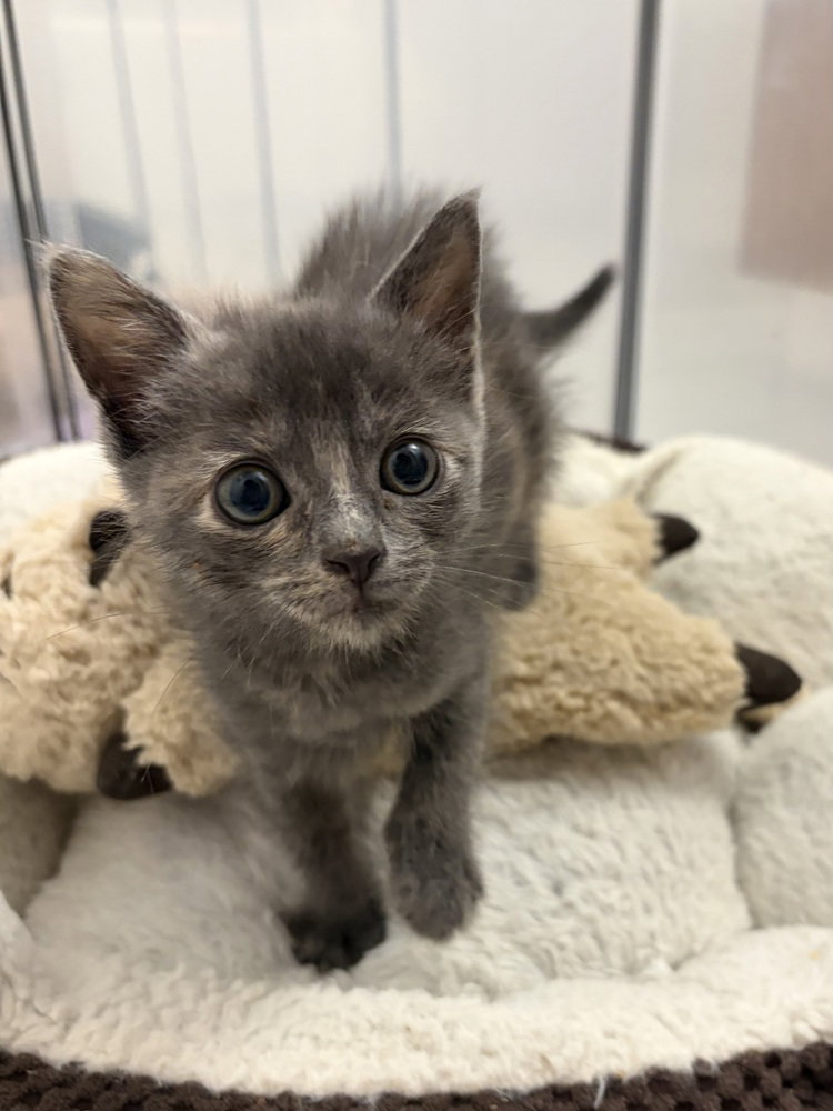 Ume., Domestic Short Hair