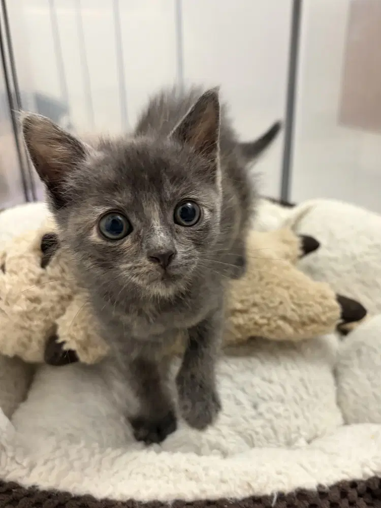 Ume - Domestic Short Hair