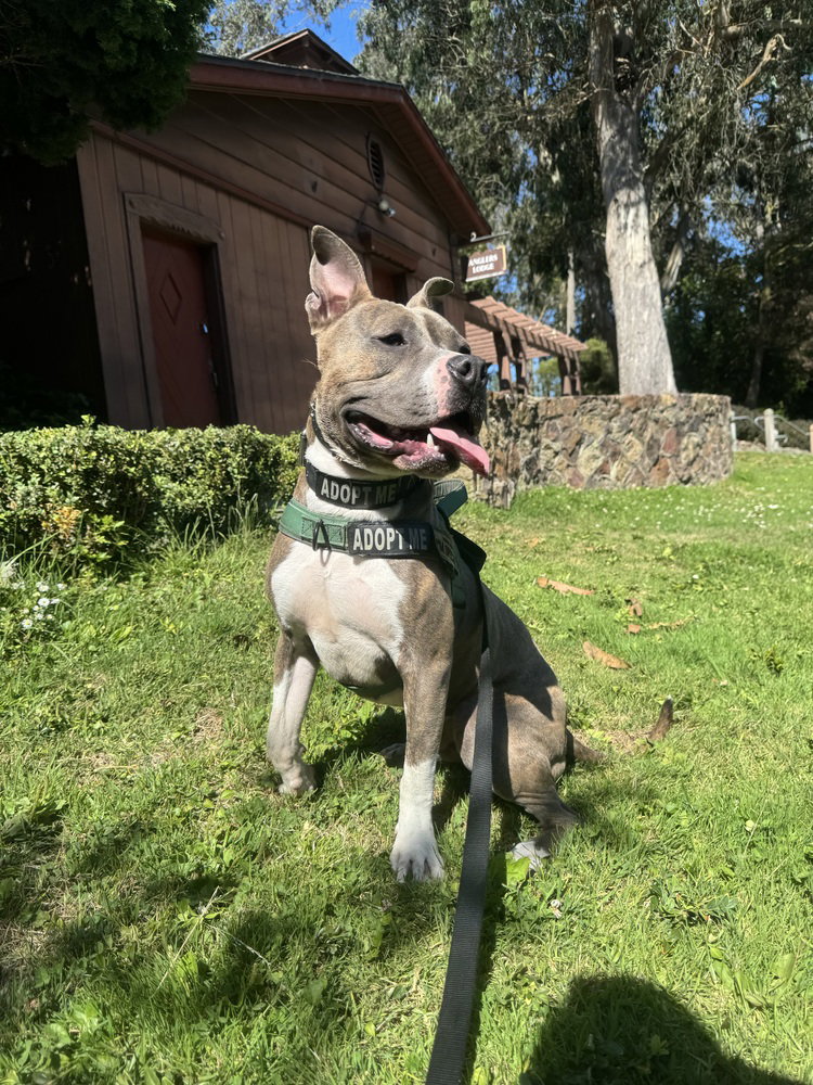 Ace, American Pit Bull Terrier