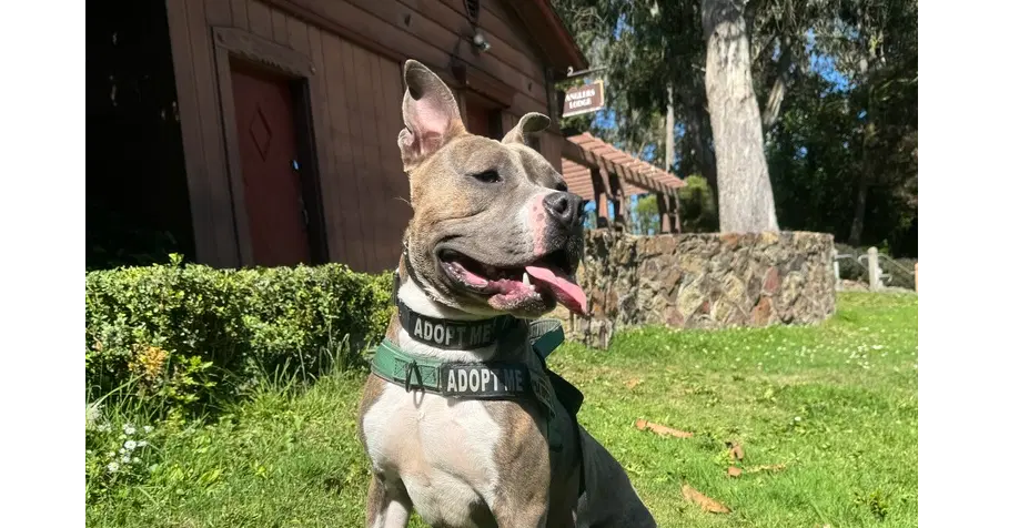 Ace - American Pit Bull Terrier