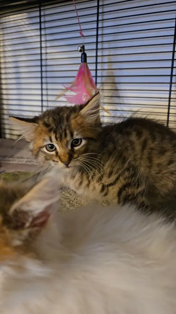 Spanky - Domestic Medium Hair