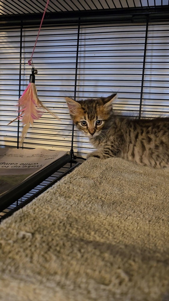 Spanky, photo 3