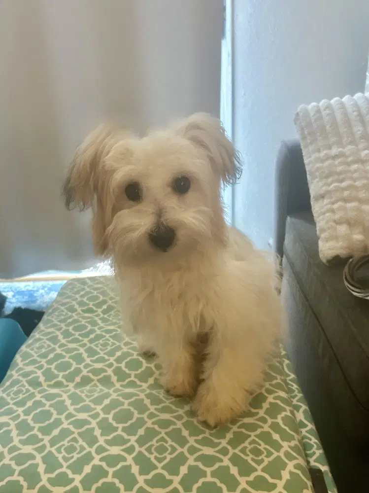 Horchata - Poodle (Miniature)