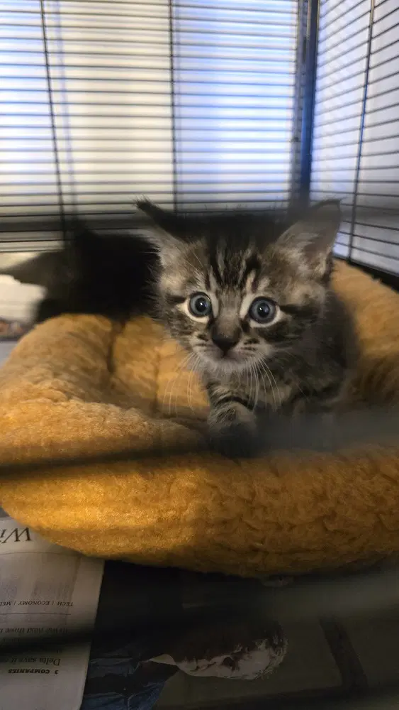 Chun Li - Domestic Short Hair