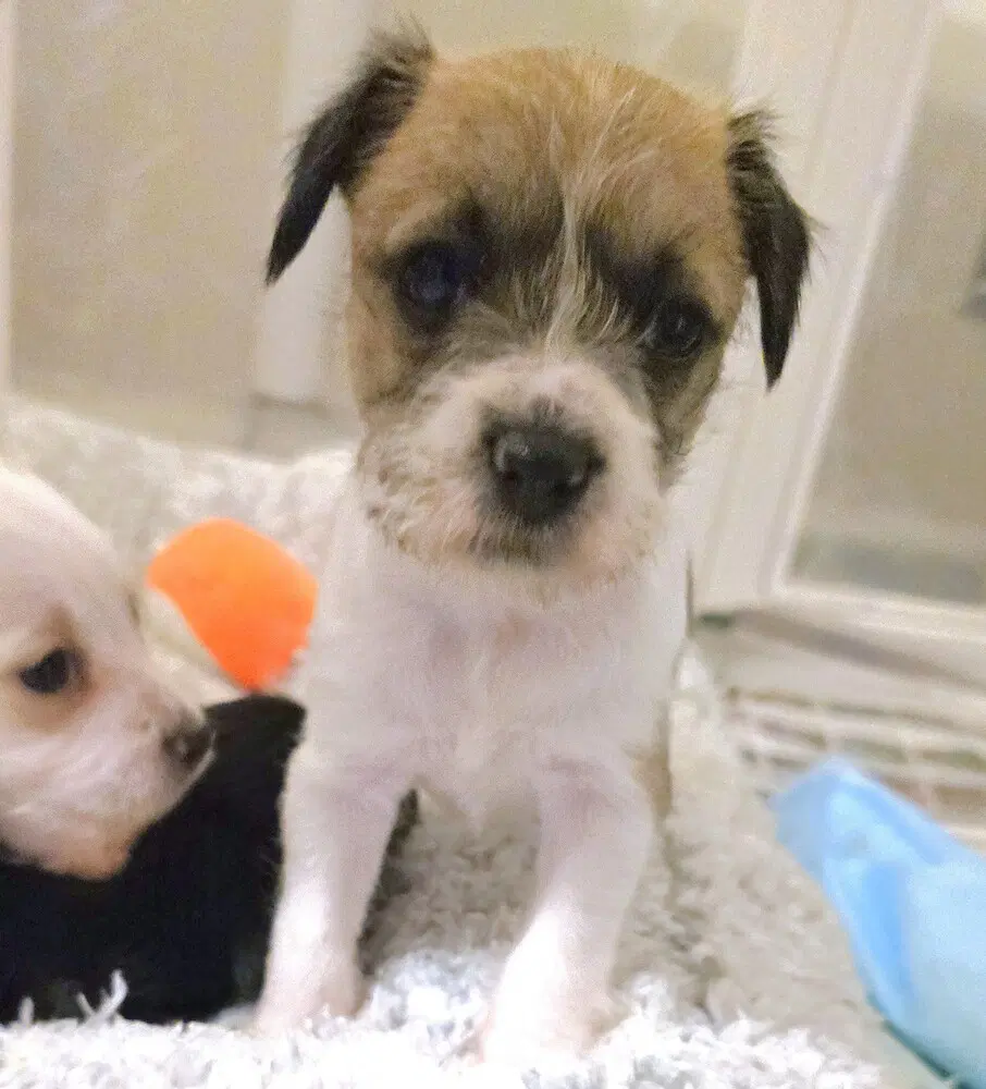 Doobie - Terrier