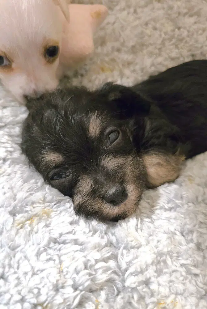 Dab - Terrier