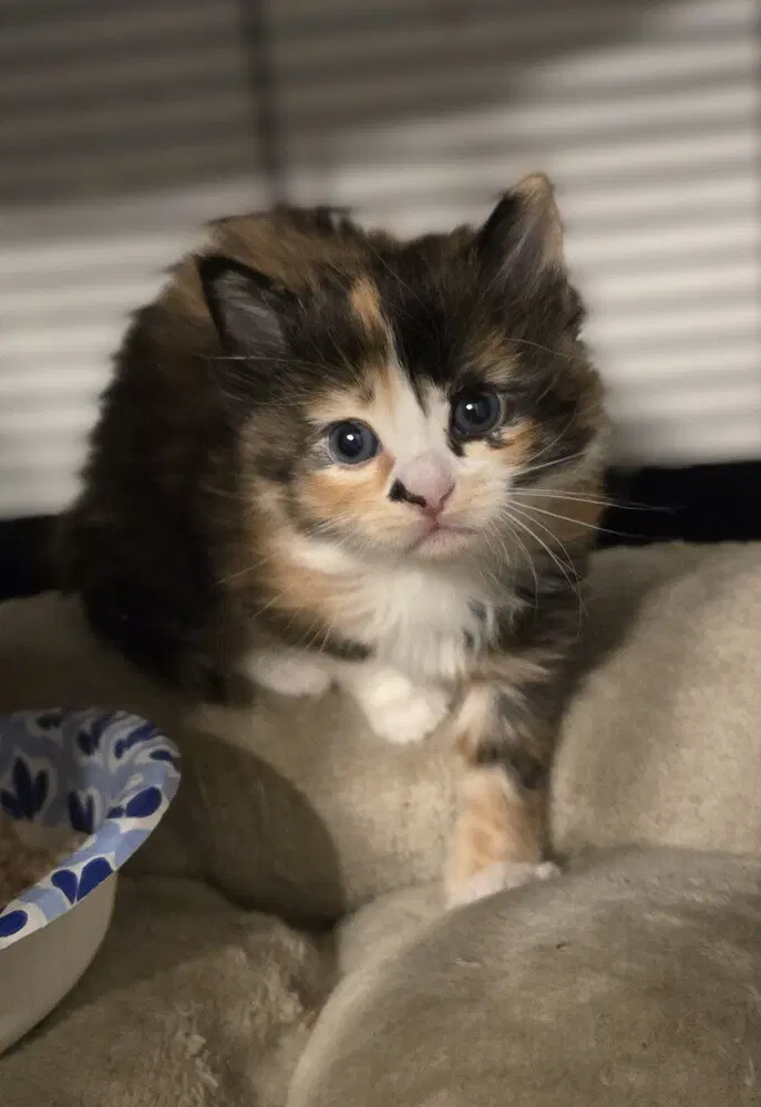 Fawkes - Domestic Long Hair