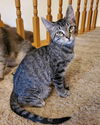 adoptable Cat in , MO named Rugen