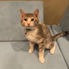 adoptable Cat in , MO named Bluey