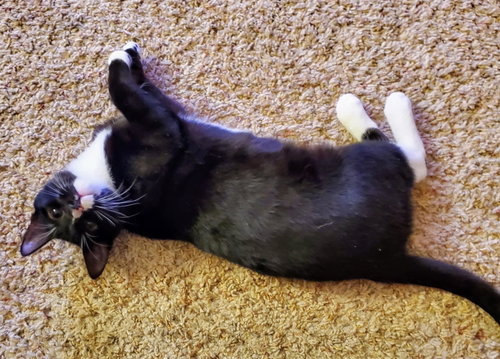BILLIE - Domestic Short Hair available for adoption