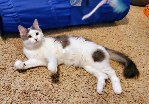 JESSE - Domestic Medium Hair available for adoption