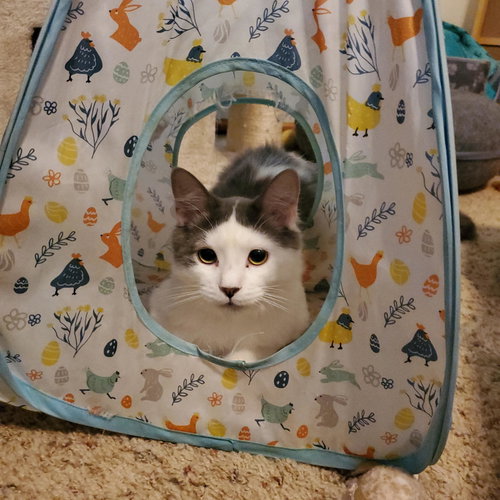 JESSE - Domestic Medium Hair available for adoption
