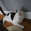 adoptable Cat in windsor, MO named Tilly