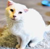 adoptable Cat in  named Daisy