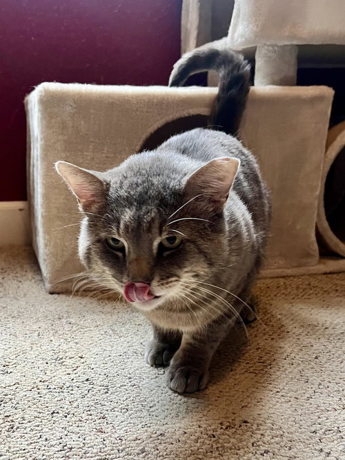 CINDER - Domestic Short Hair available for adoption