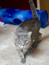 Cinder - Photo 3