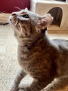 Cinder - Photo 4