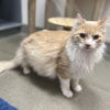 adoptable Cat in  named Franklin