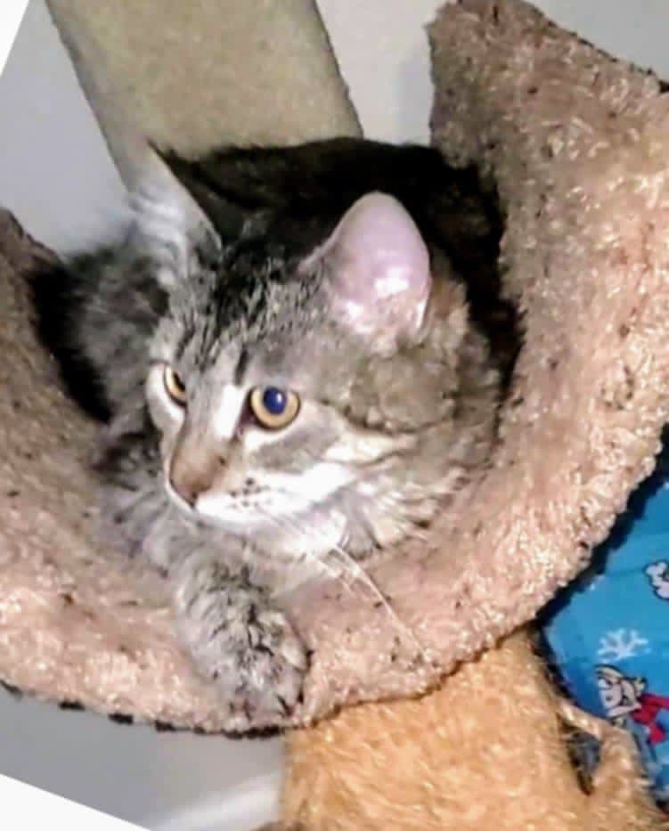 adoptable Cat in Windsor, MO named Macie