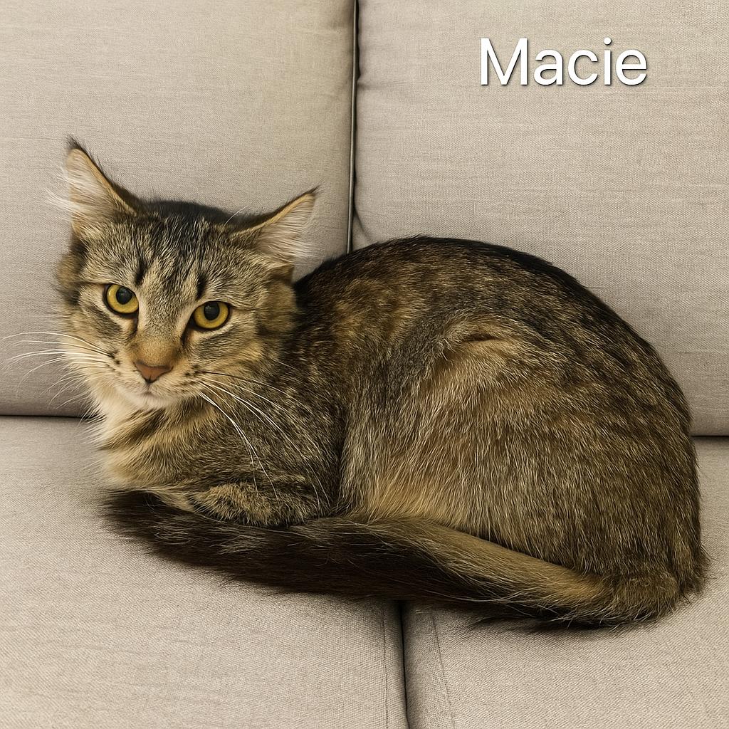 Macie Image