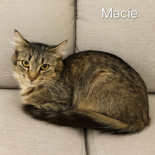 MACIE - Domestic Medium Hair available for adoption