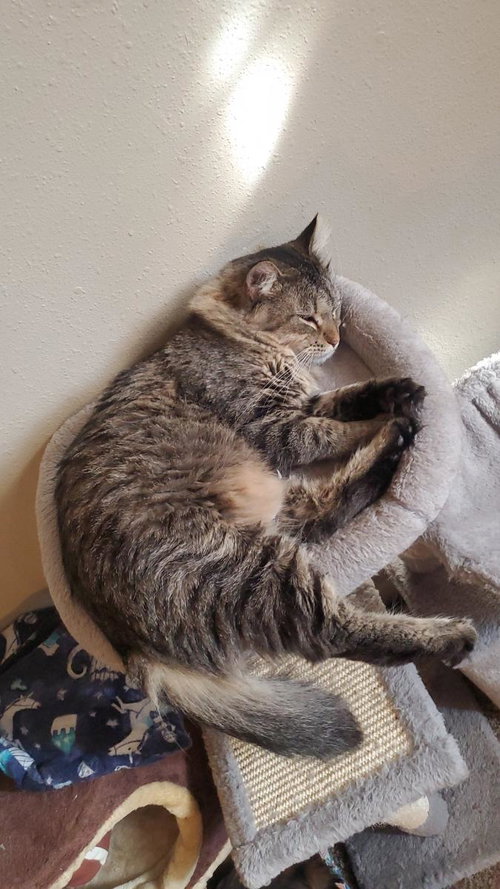 MACIE - Domestic Medium Hair available for adoption