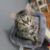adoptable Cat in  named Oscar
