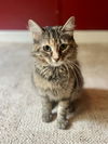 adoptable Cat in  named Pineapple