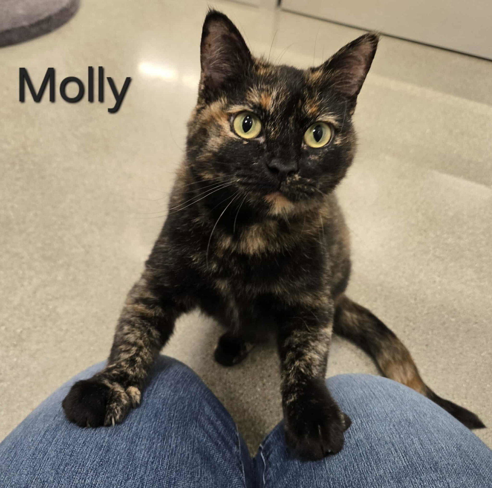 Molly Image