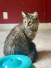 adoptable Cat in  named Pineapple