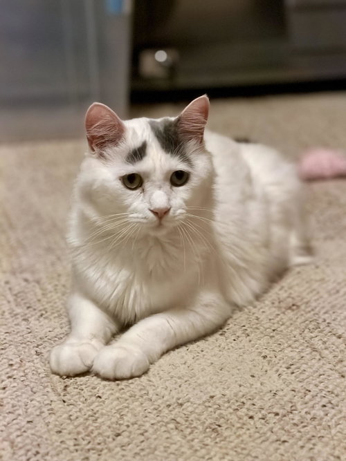 RIVER - Domestic Medium Hair available for adoption