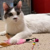 Willow - Photo 1