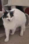 Willow - Photo 2