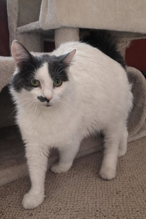 WILLOW - Domestic Long Hair available for adoption