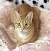 Ginger - Photo 2