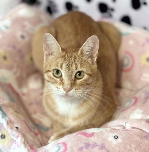 GINGER - Domestic Short Hair available for adoption
